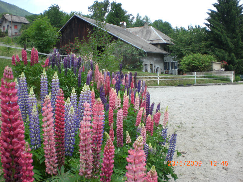 Domaine De La Safraniere - Chambre D'Hote Saint-Léger Eksteriør billede